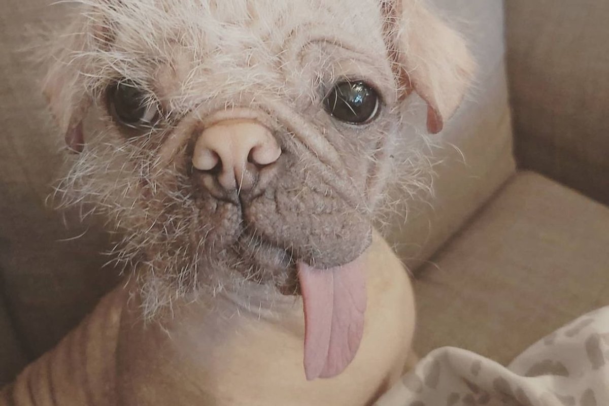 Самая уродливая собака в мире