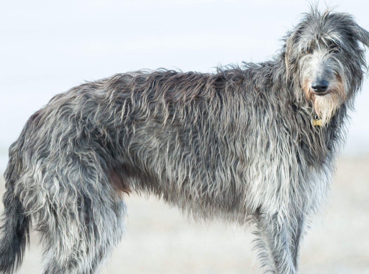 Дирхаунд и ирландский волкодав