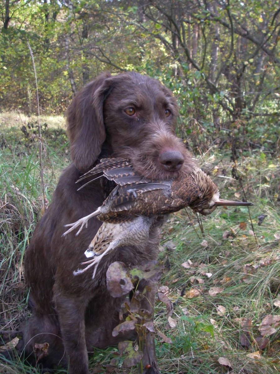 Курцхаар и дратхаар