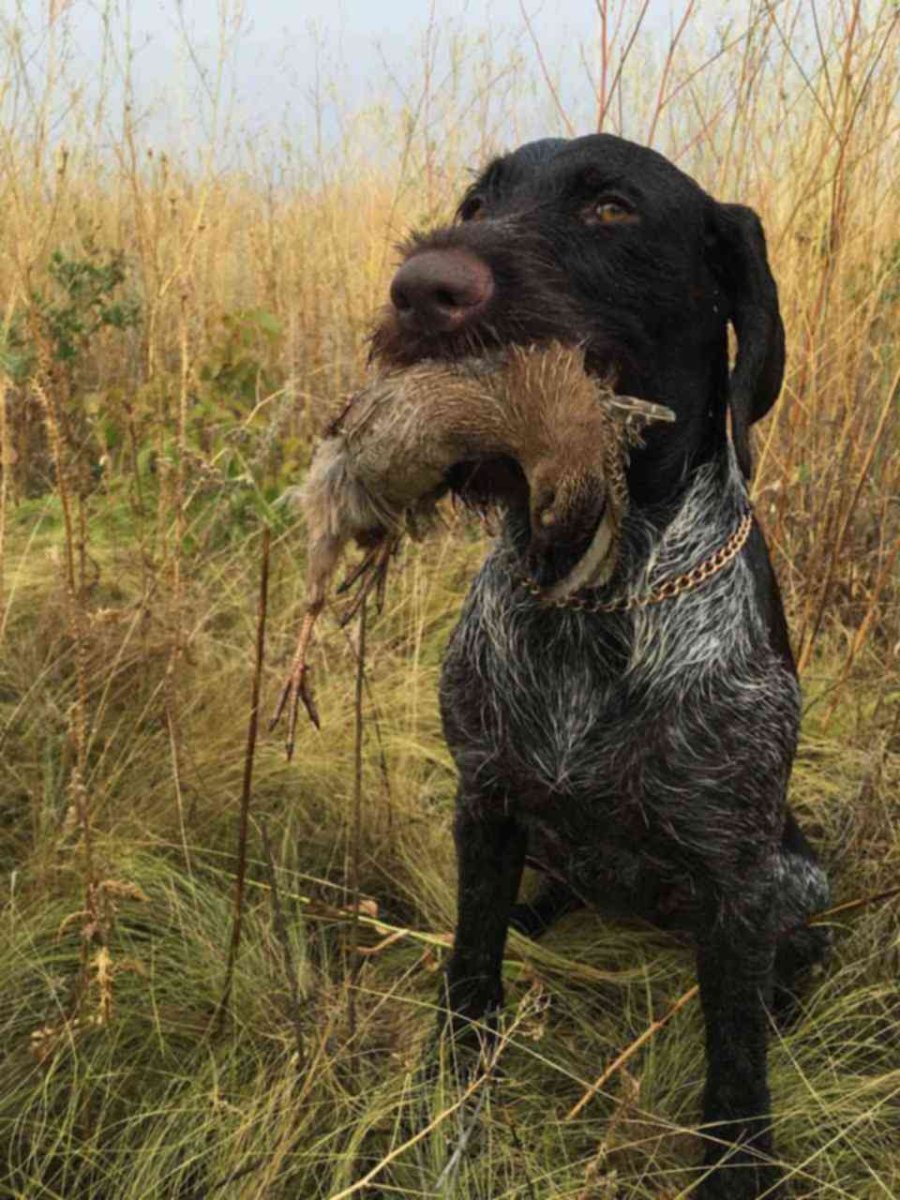 Дратхаар длинношерстный