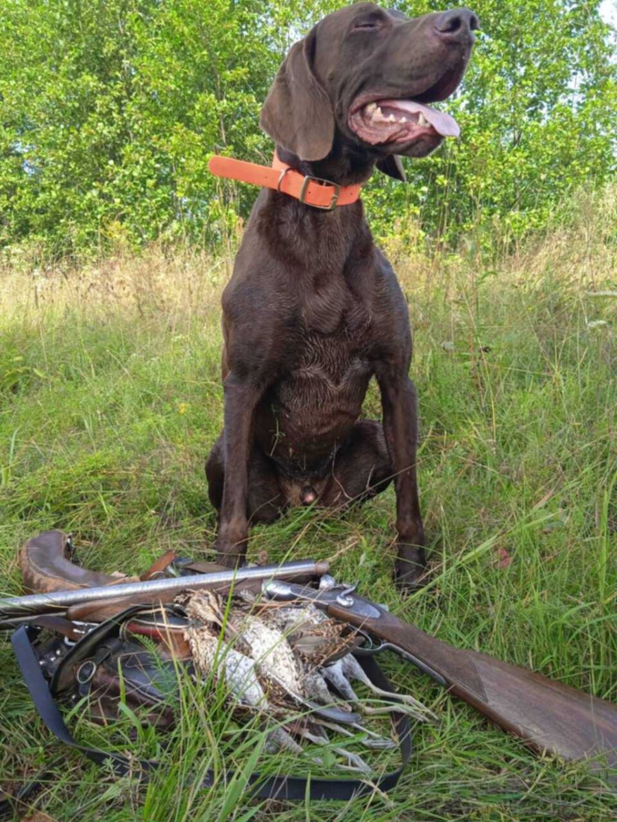 Универсальная собака для охоты