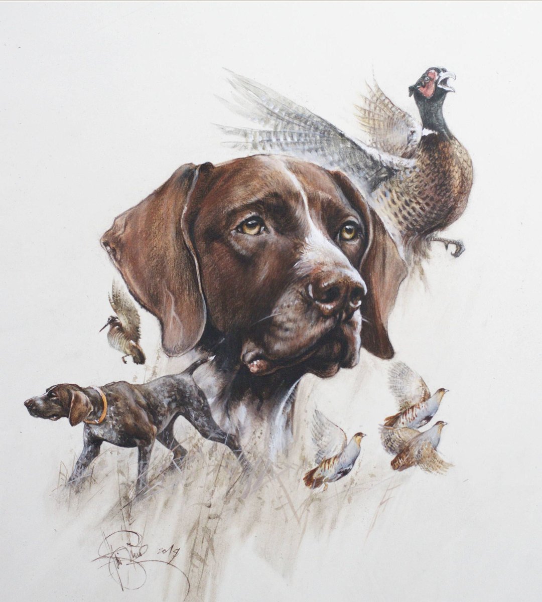 Охотничья собака дратхаар