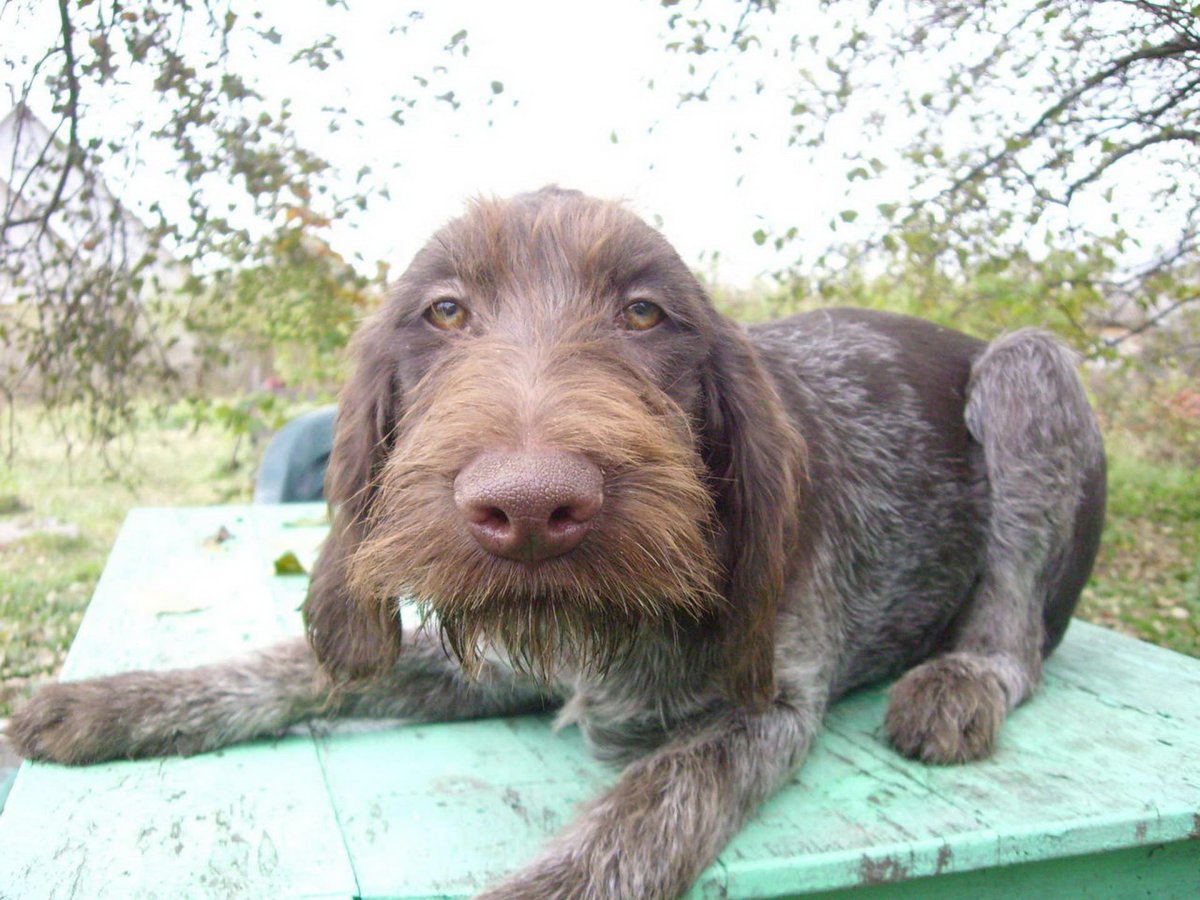 Дратхаар собака