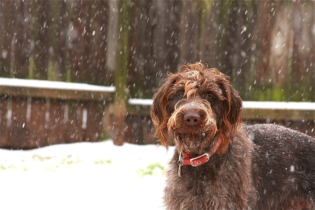 Дратхаар длинношерстный кучерявый
