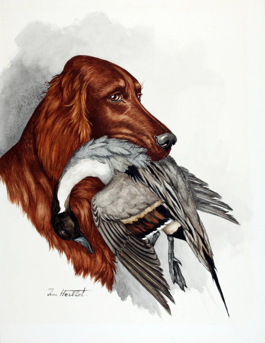 Ирландский сеттер