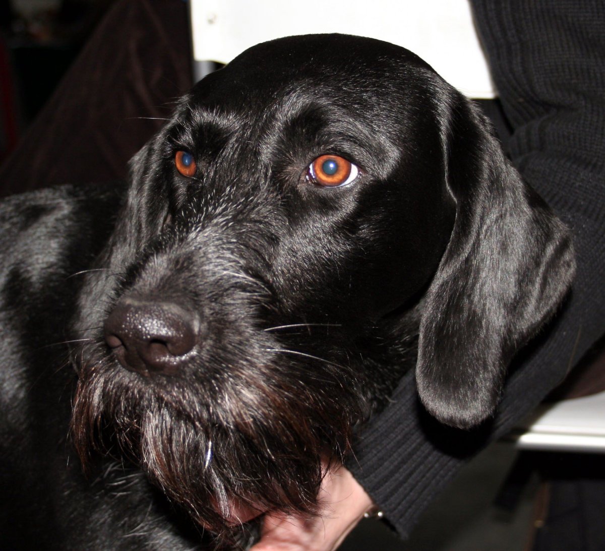 Дратхаар черный гладкошерстный