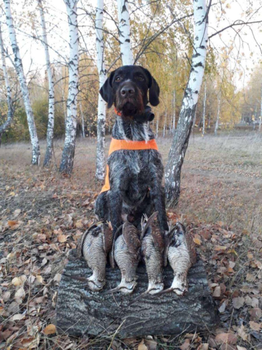 Дратхаар собака на охоте