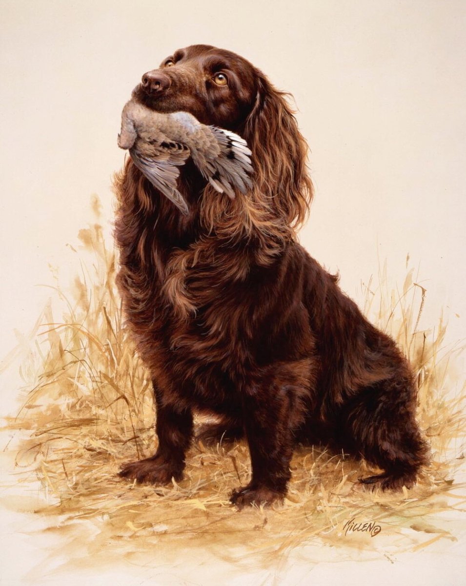 Американский водяной спаниель