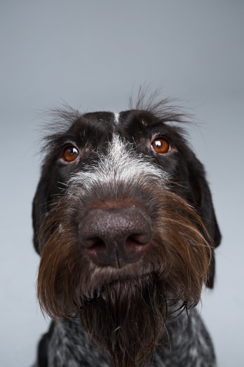 Собака с бакенбардами