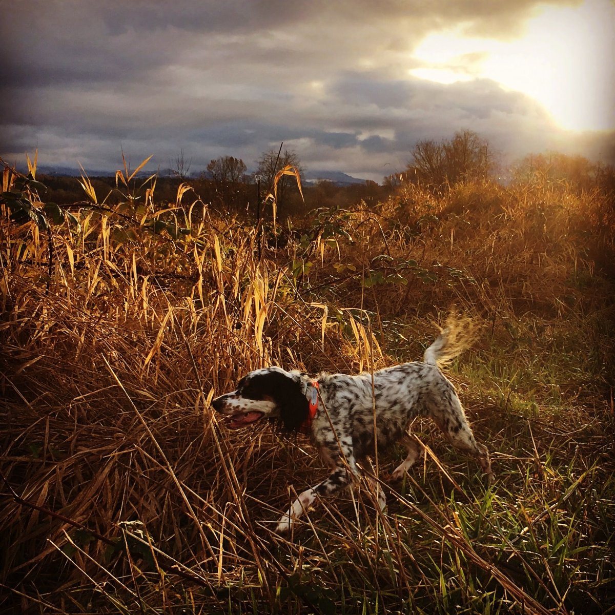 Охотничьи собаки сеттер