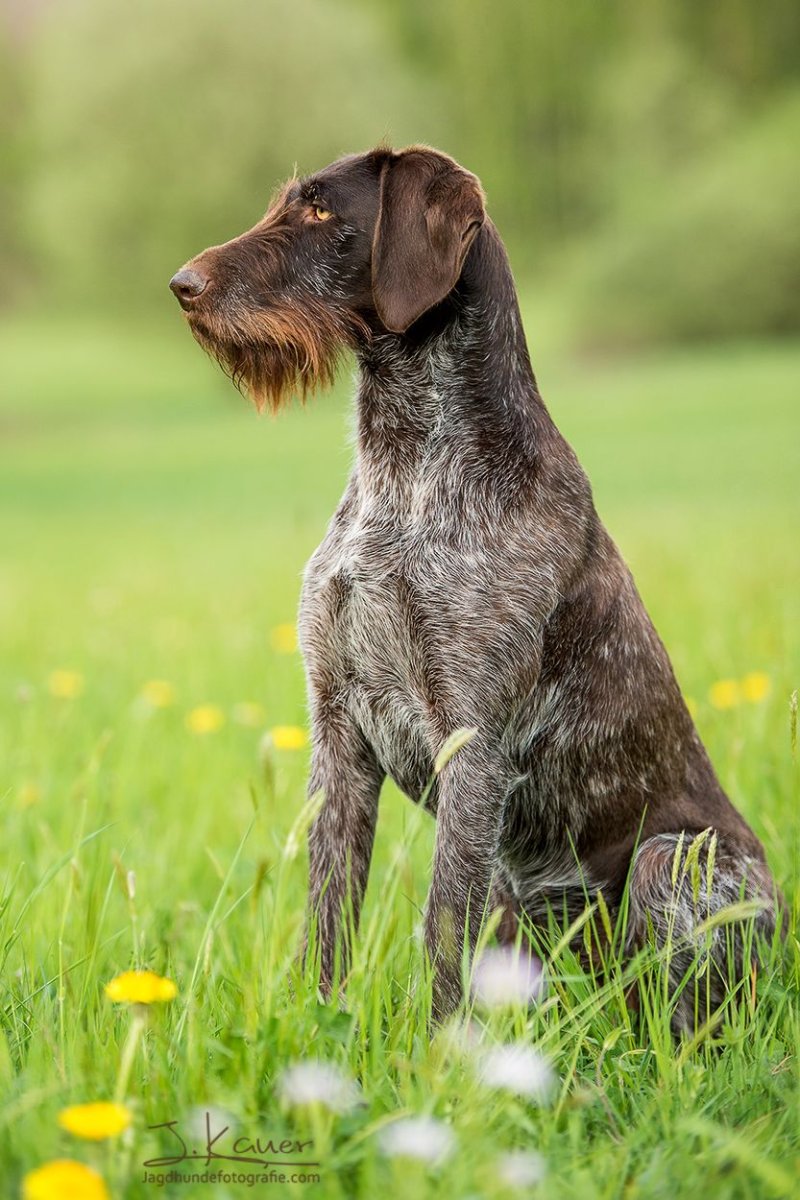 Охотничья собака дратхаар