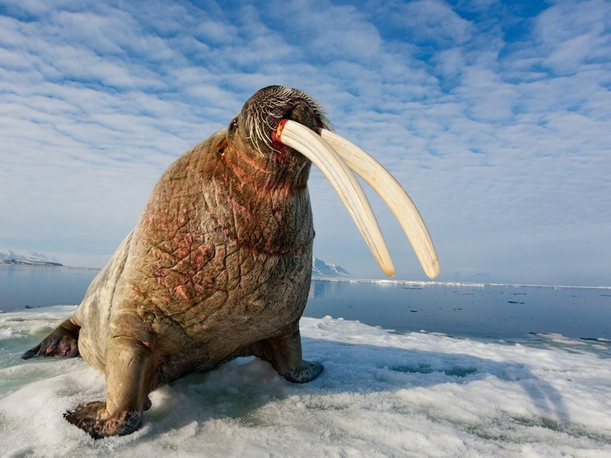 Антарктида морж