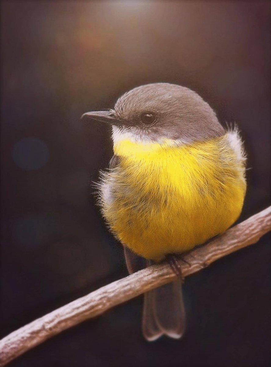 Птица Yellow Rumped Warbler
