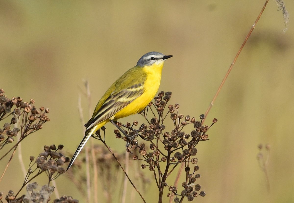 Жёлтая трясогузка (Motacilla Flava). Птицы Сибири