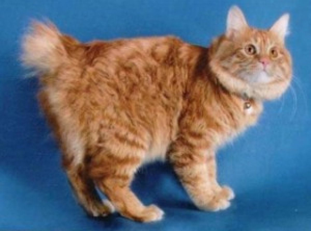 Бобтейл кошка