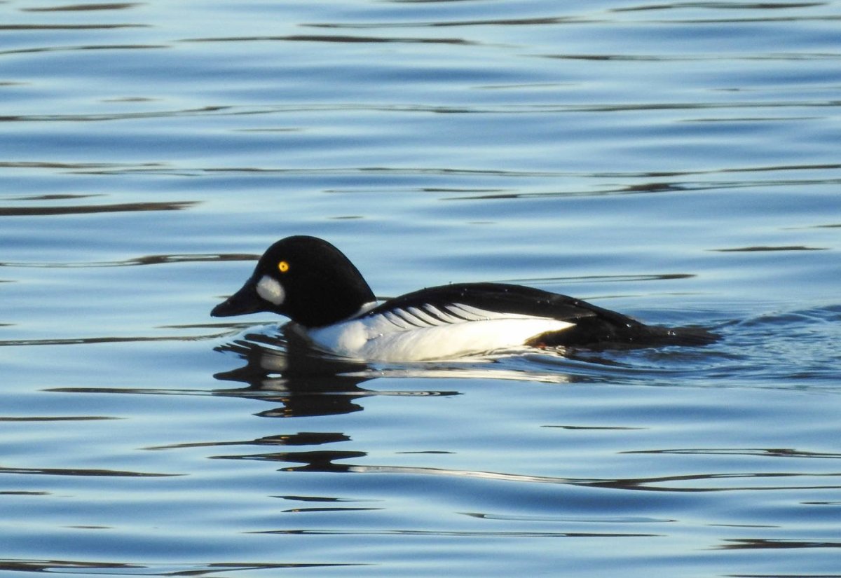 Обыкновенный Гоголь
