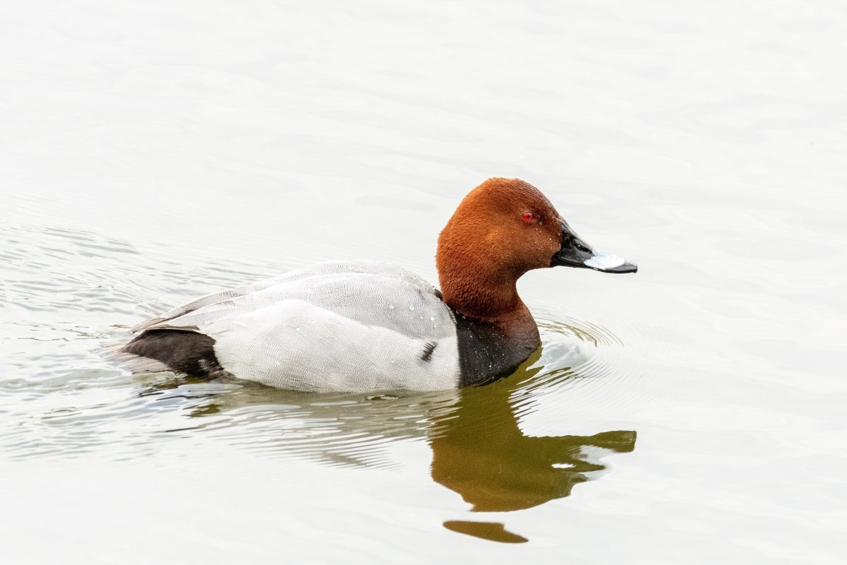 Красноголовый нырок селезень