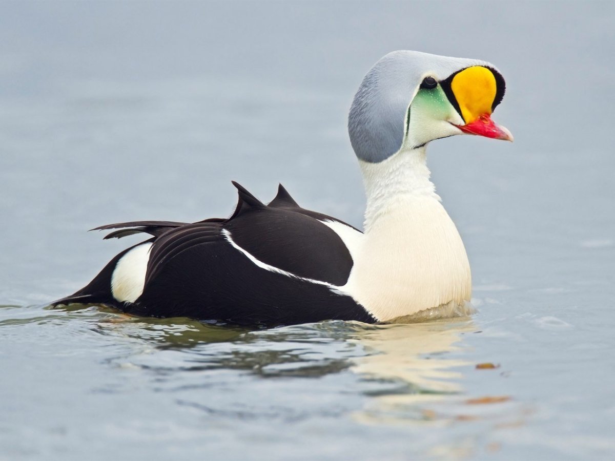 Гага гребенушка утка