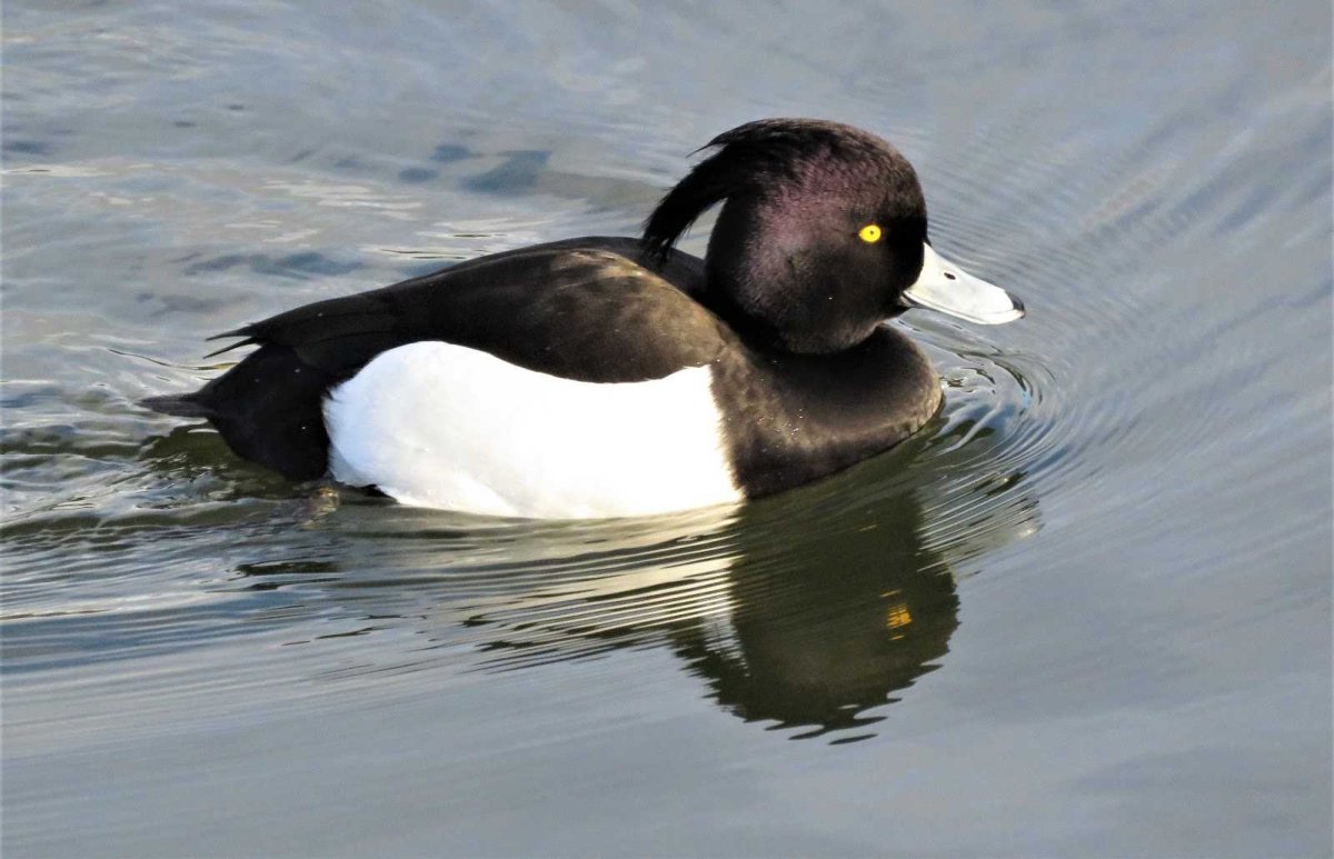 Хохлатая чернеть в полете