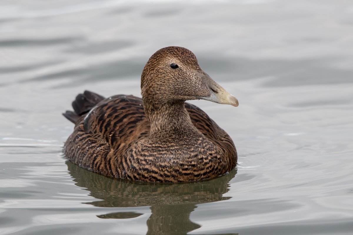 Гага обыкновенная птица