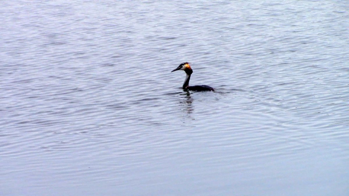 Утка нырок Балтийское море
