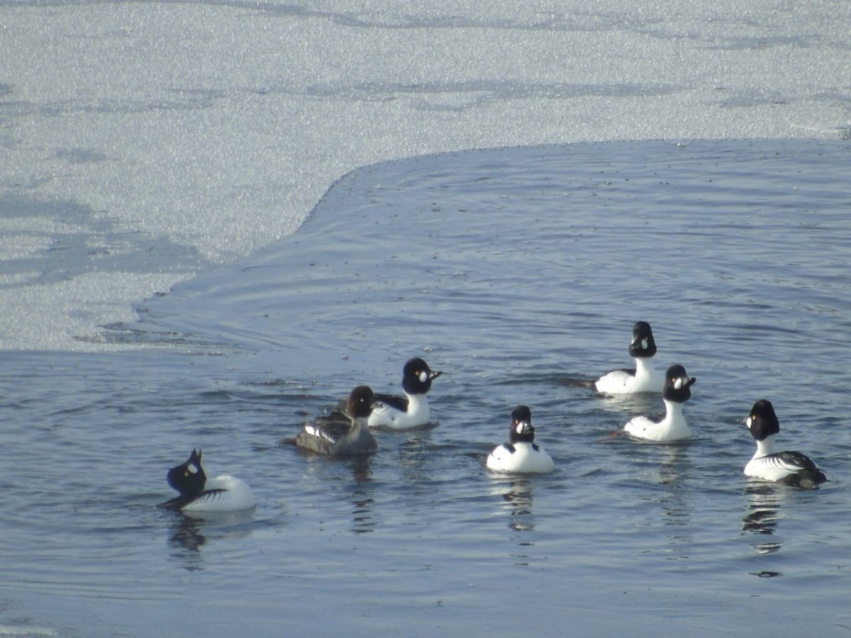 Водоплавающие птицы Сибири