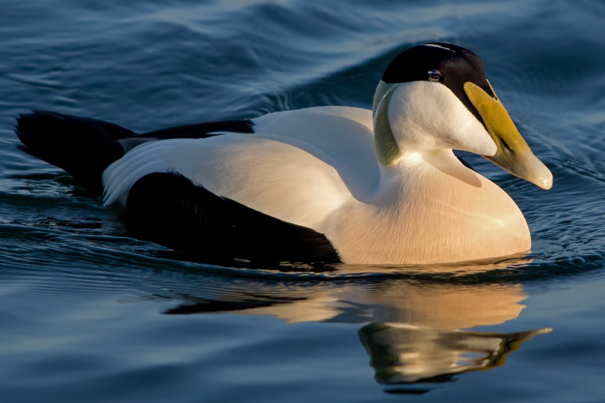 Северная утка – Гага обыкновенная