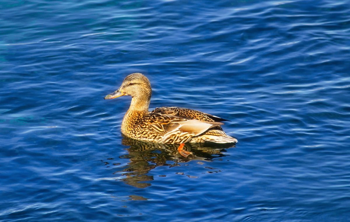 Утенок морской