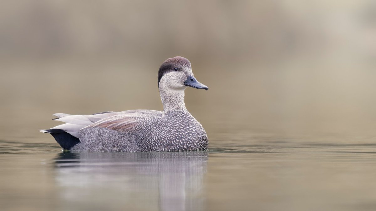 Серый утенок
