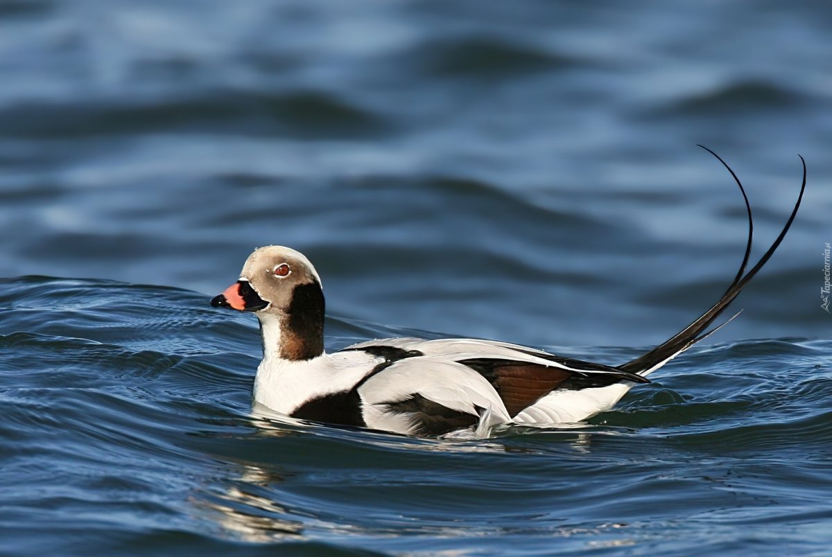 Тундровая утка Морянка