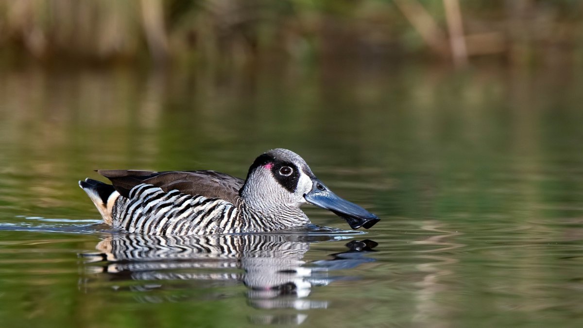 Гага обыкновенная самка
