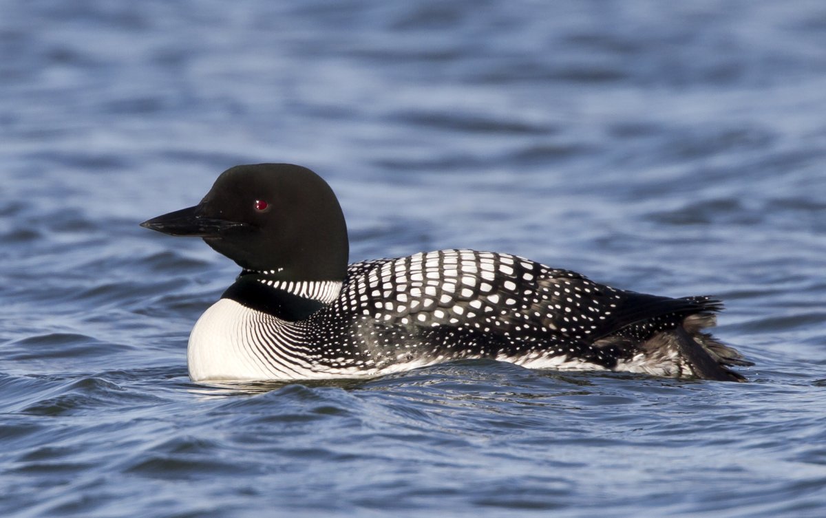Чернозобая гагара водоплавающая