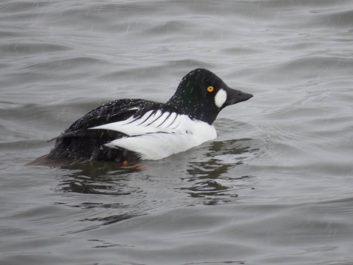 Обыкновенный Гоголь