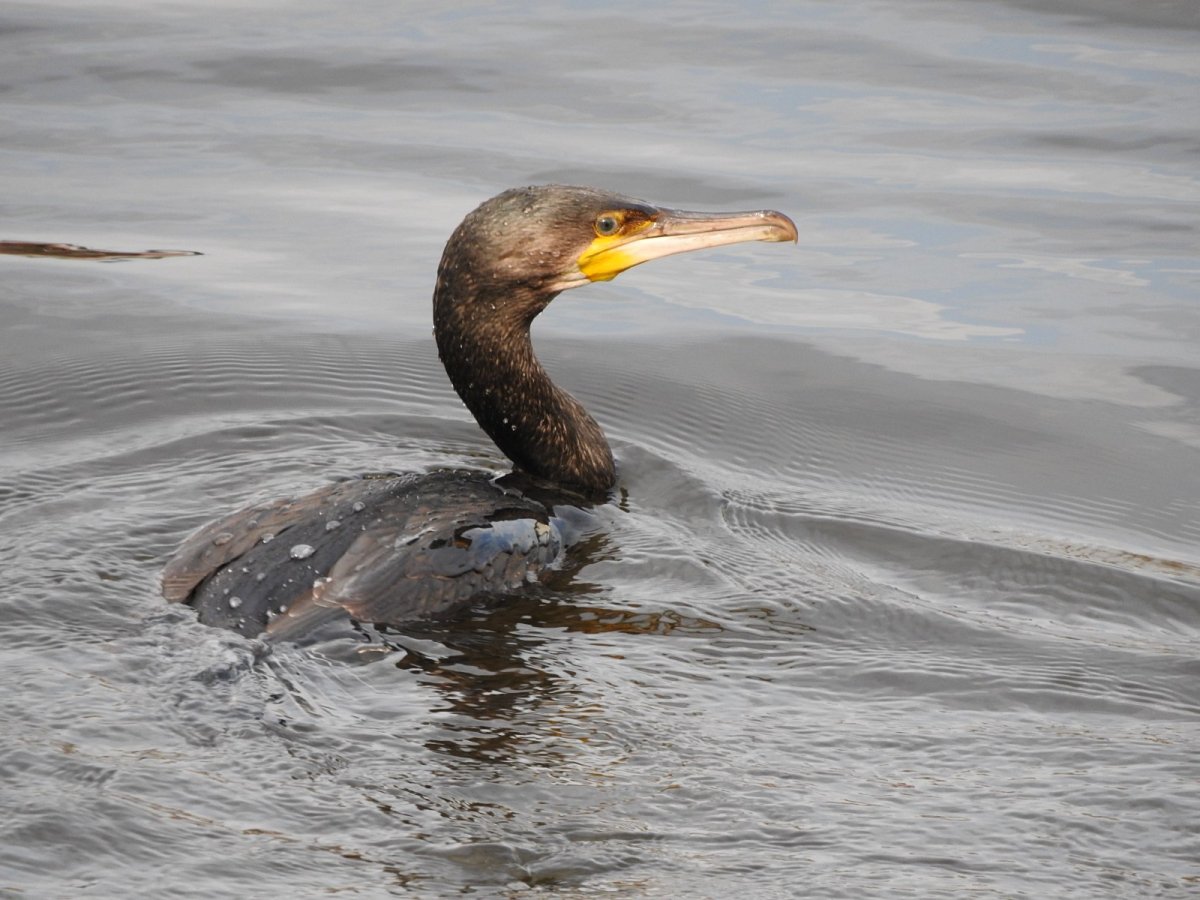 Утка нырок черное море