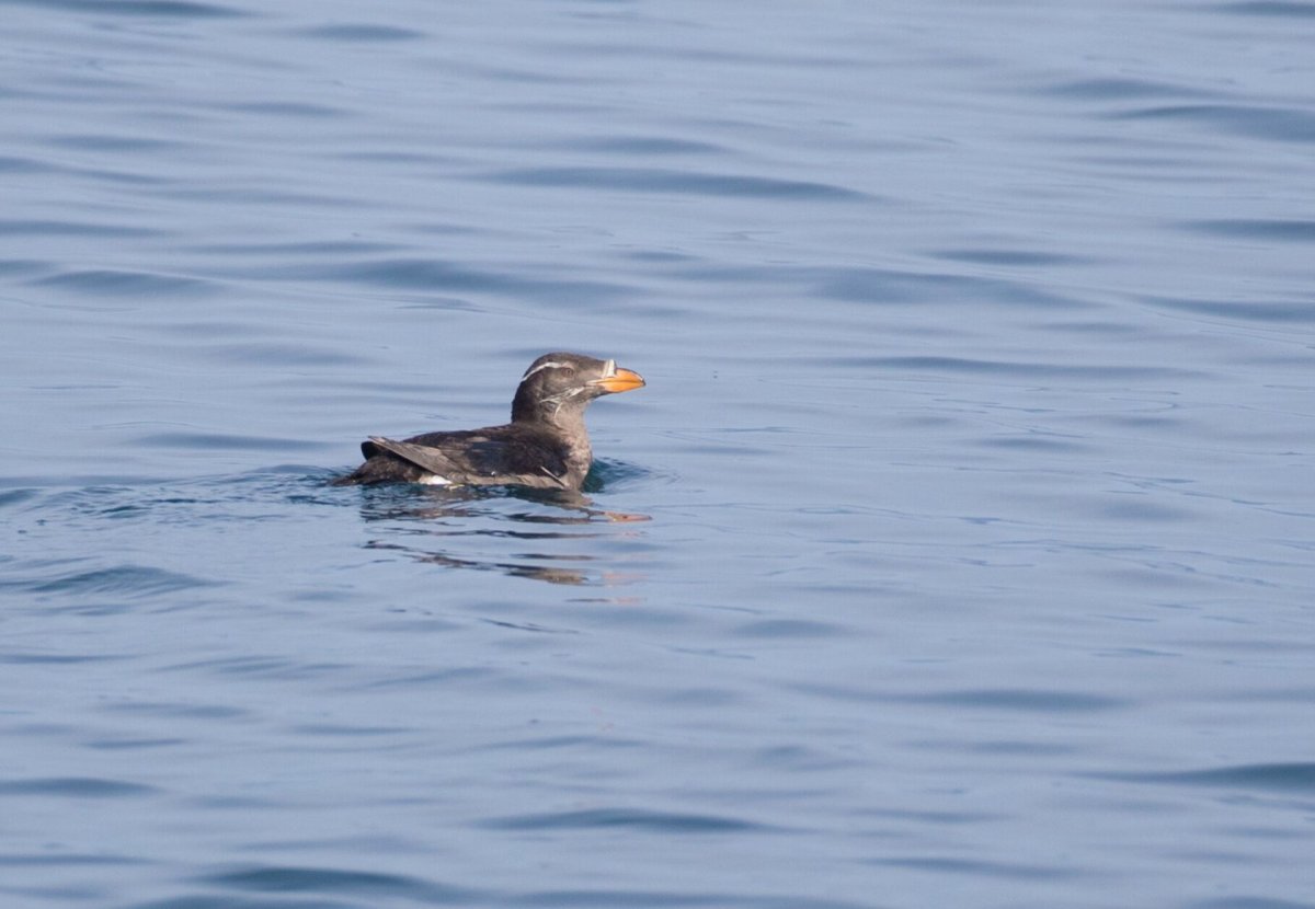 Сахалинские утки
