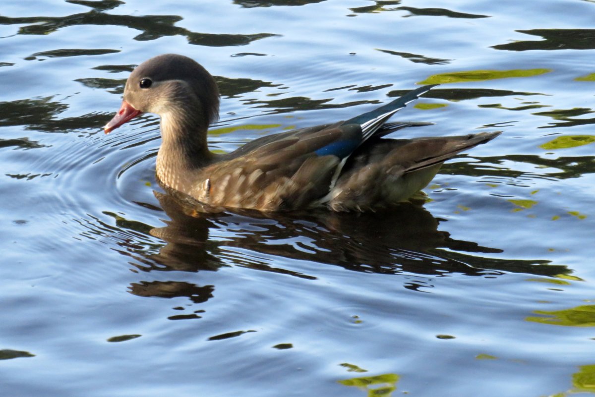 Утка Мандаринка