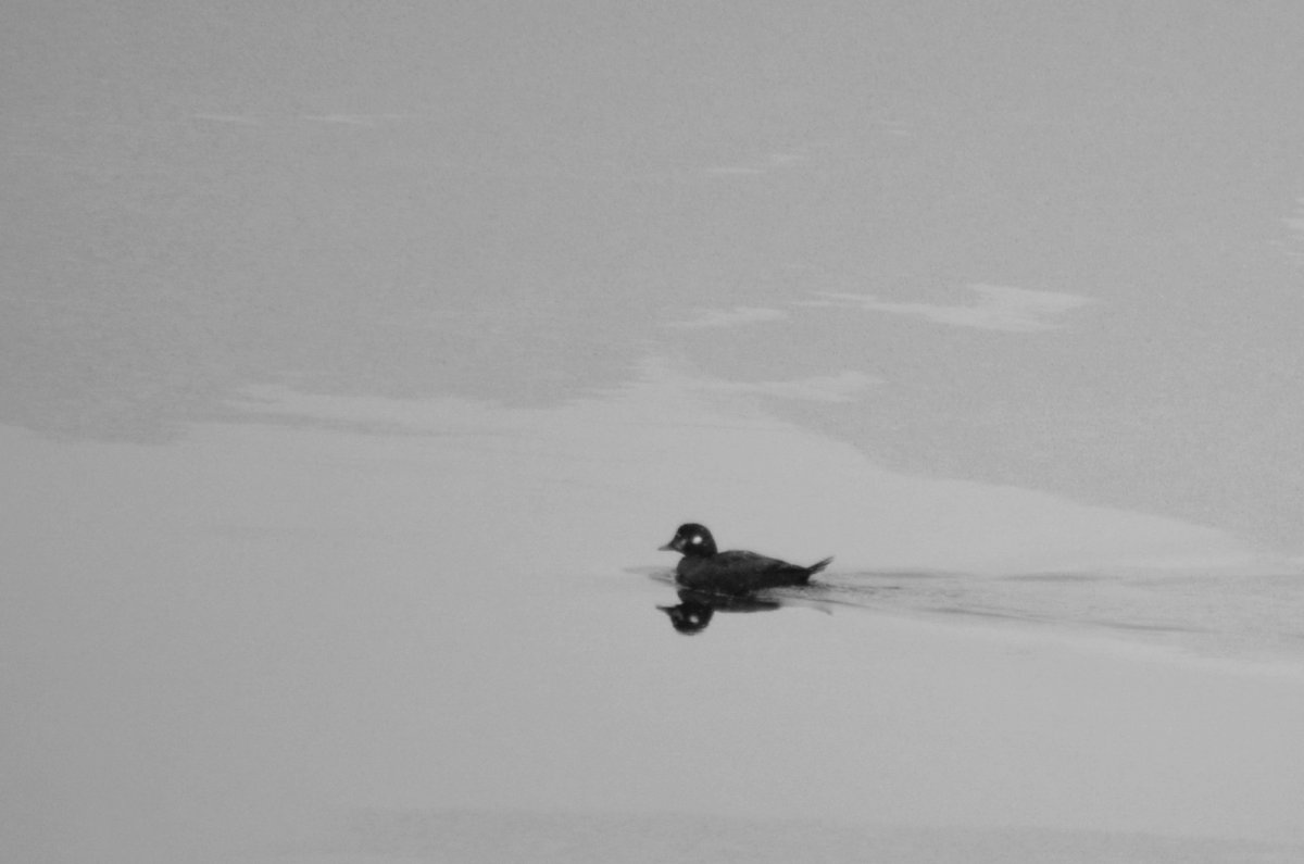 Алтайский заповедник птицы