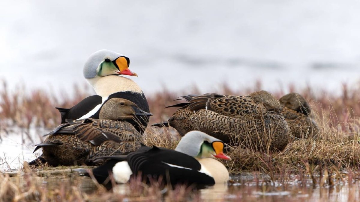 Гага-гребенушка с птенцами