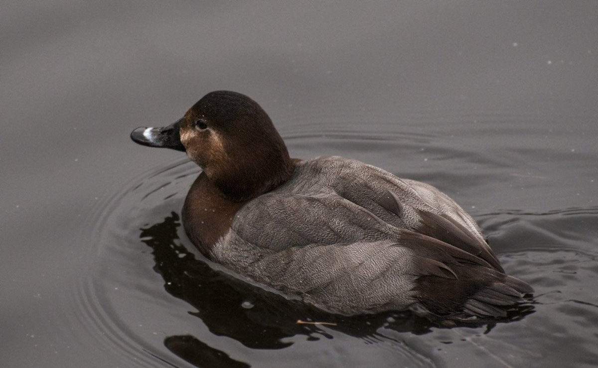 Красноголовый нырок самка