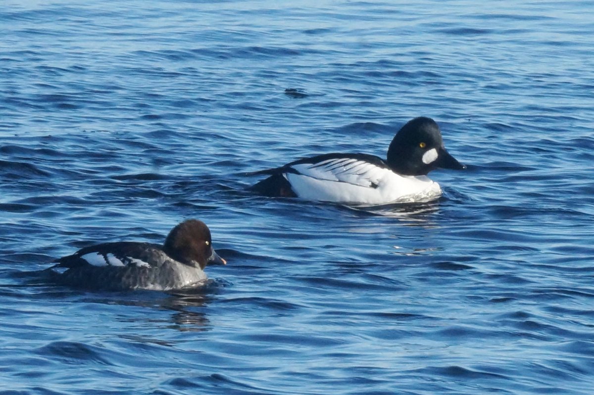 Обыкновенный Гоголь