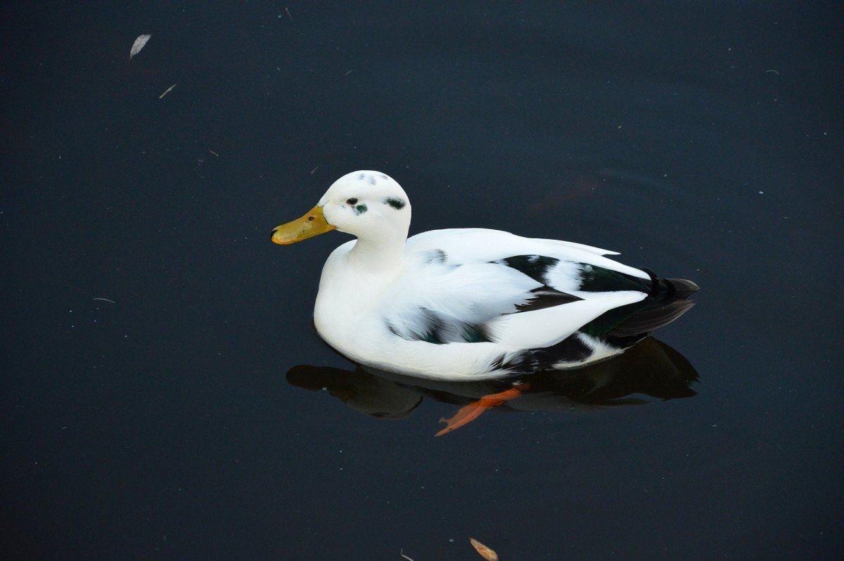 Белая Дикая кряква