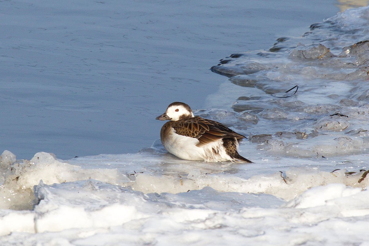 Курильский заповедник
