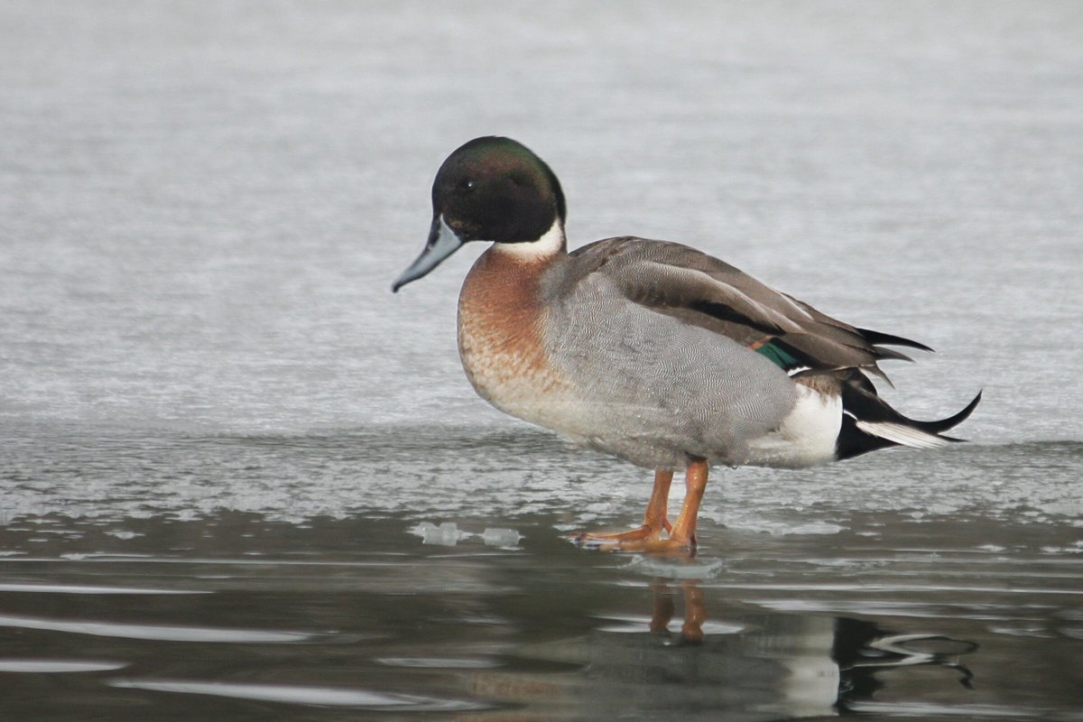 Кряква, чирок,Огарь