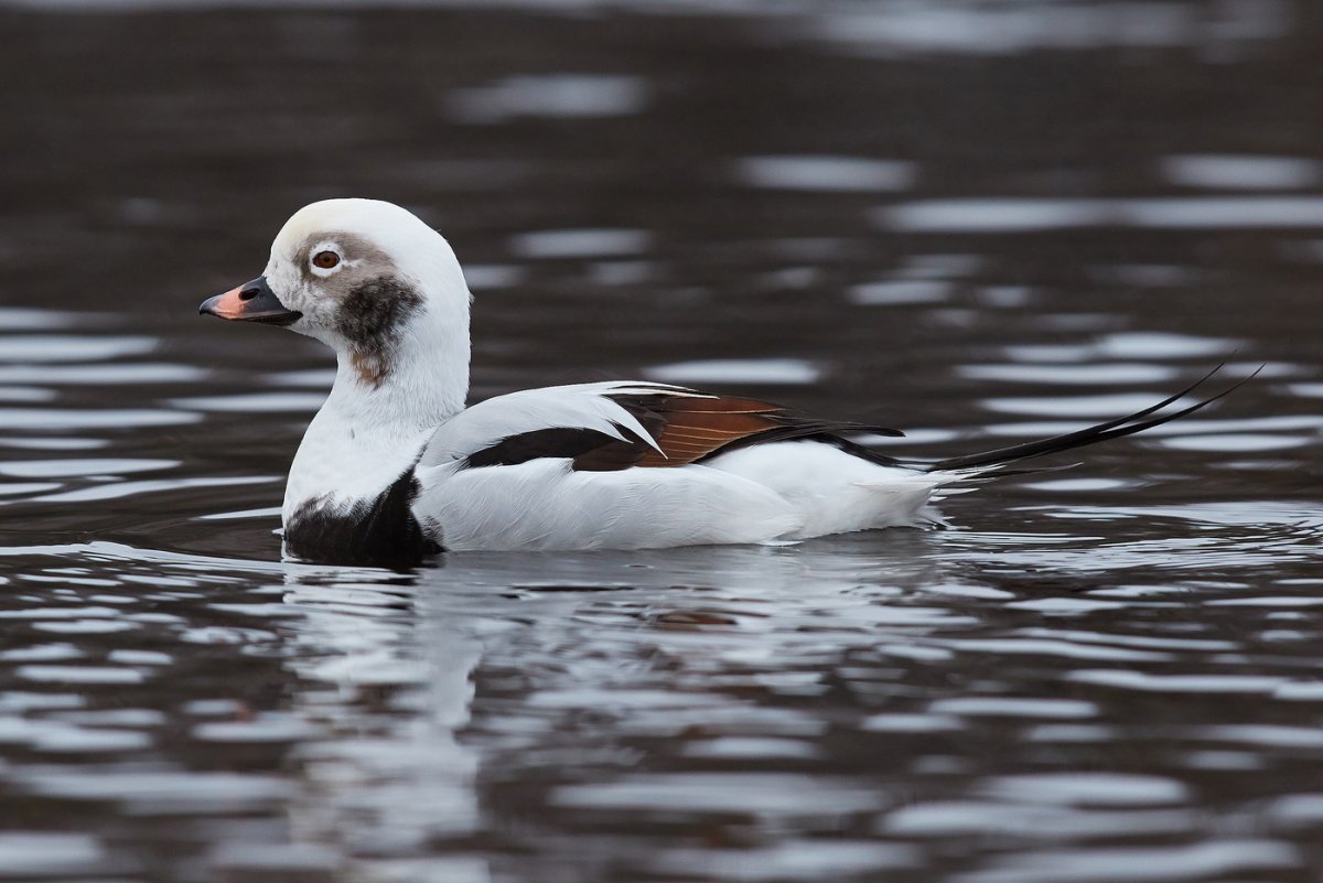 Морянка, или Саук