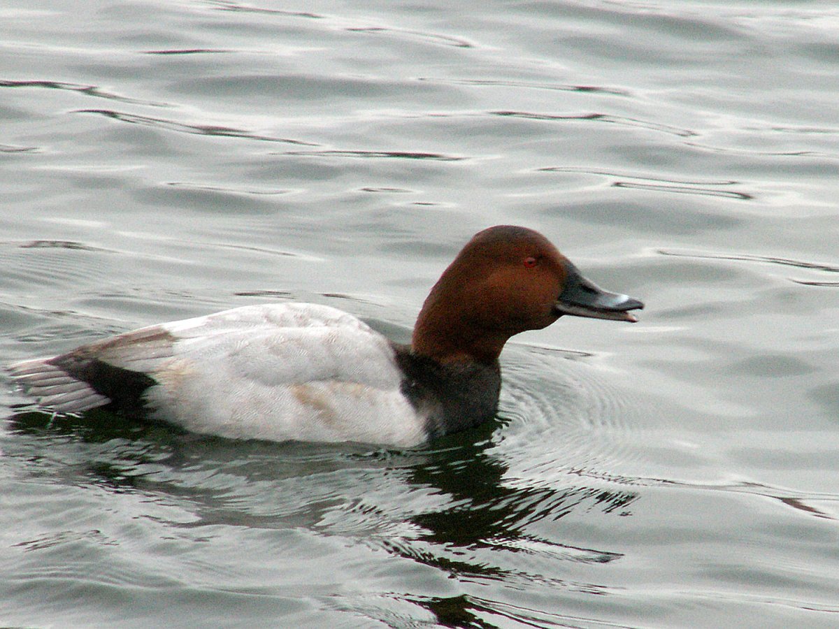 Нырки Карелия