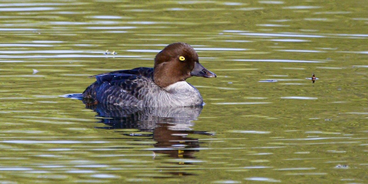 Утка лысуха