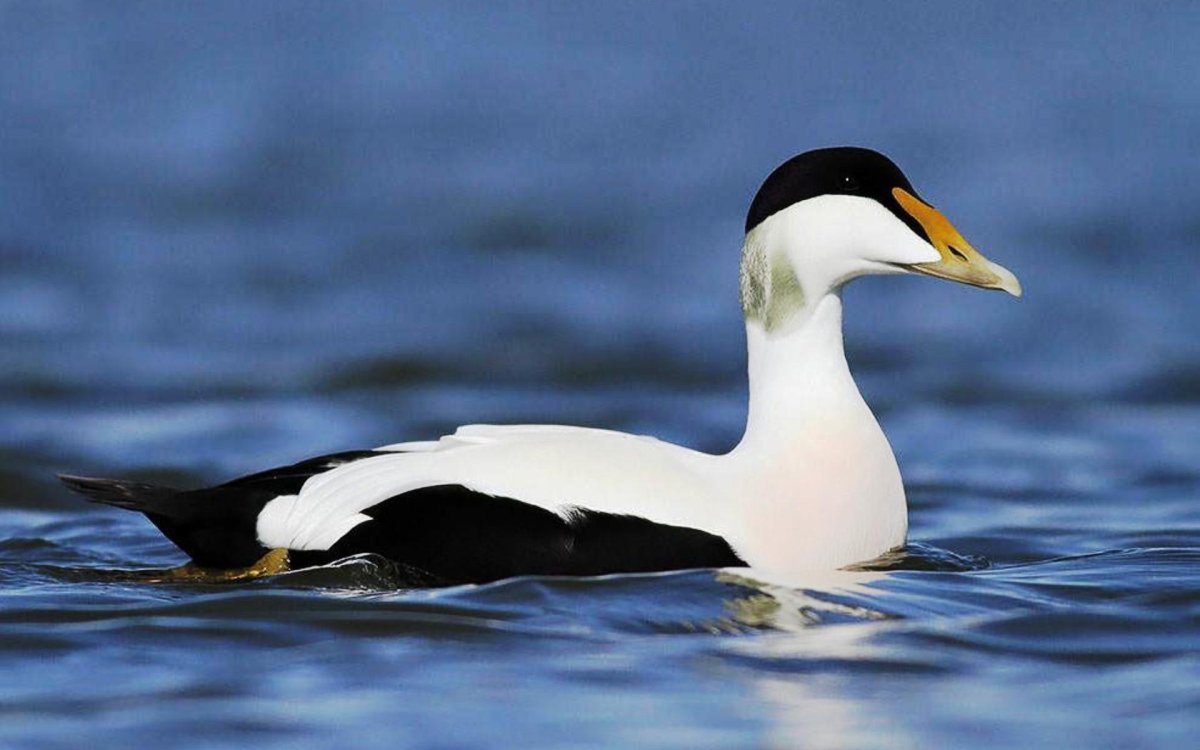 Гага обыкновенная птица