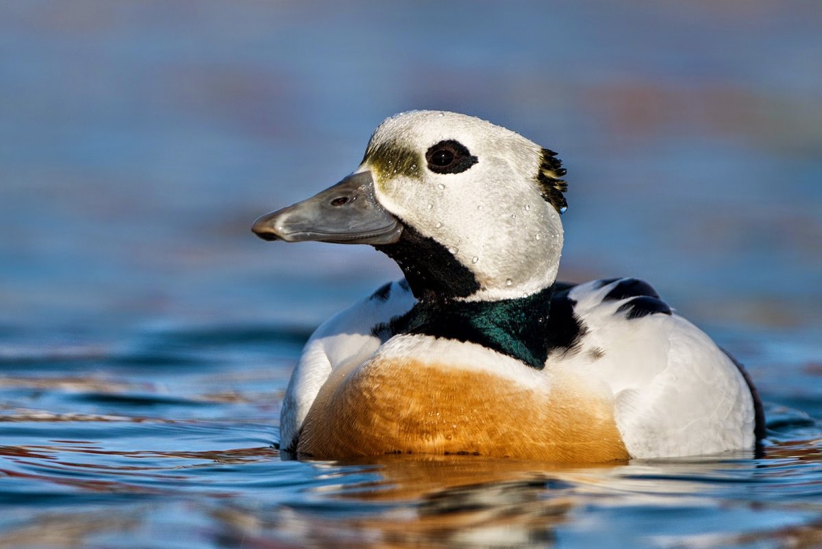 Северная утка Гага