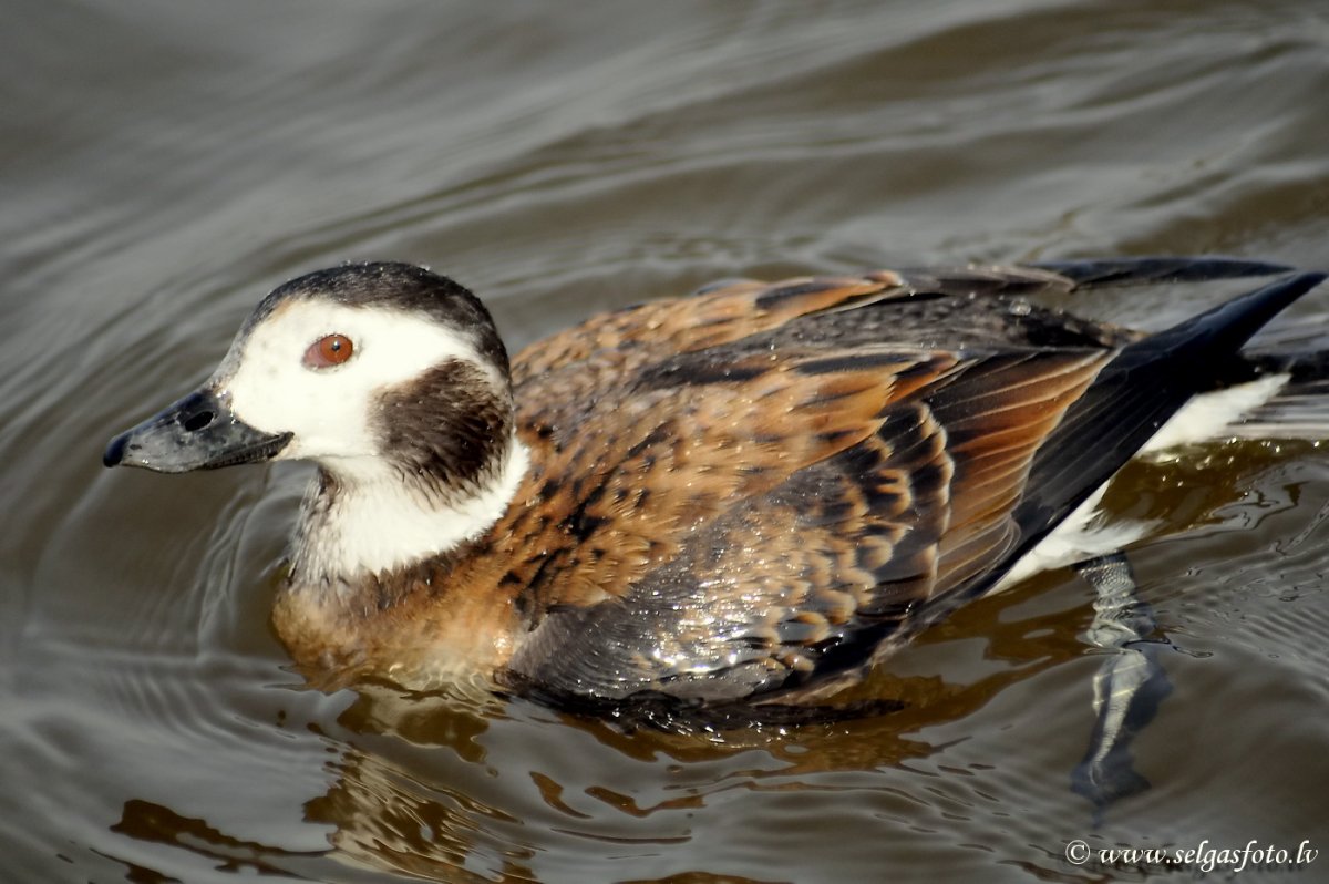 Полярная морская нырковая утка