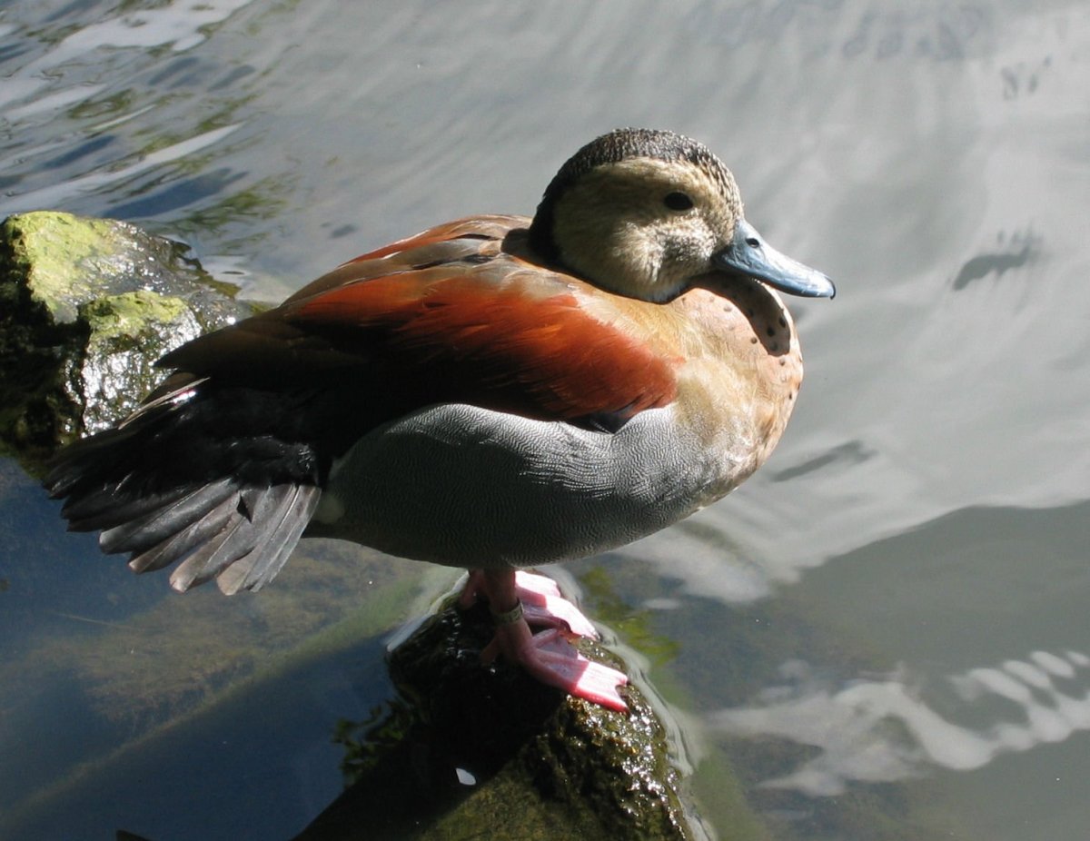 Утка крохаль луток